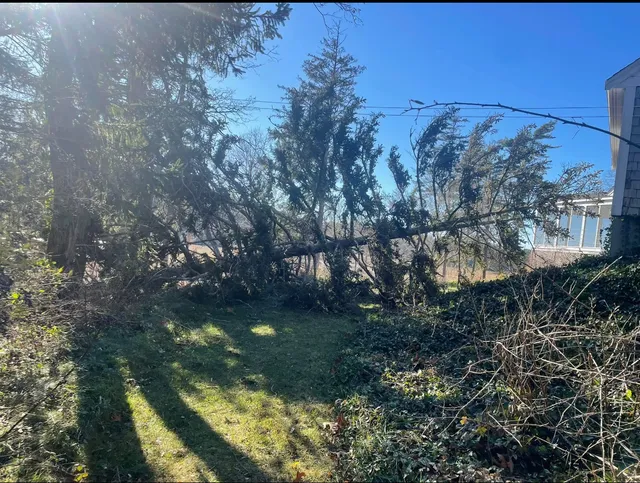 tree pic