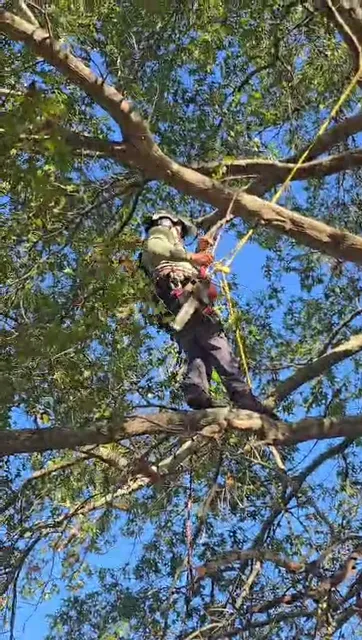 Jon's Tree Maintenance and Removal LLC work photo