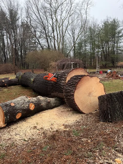 Lebel’s Tree Service LLC work photo