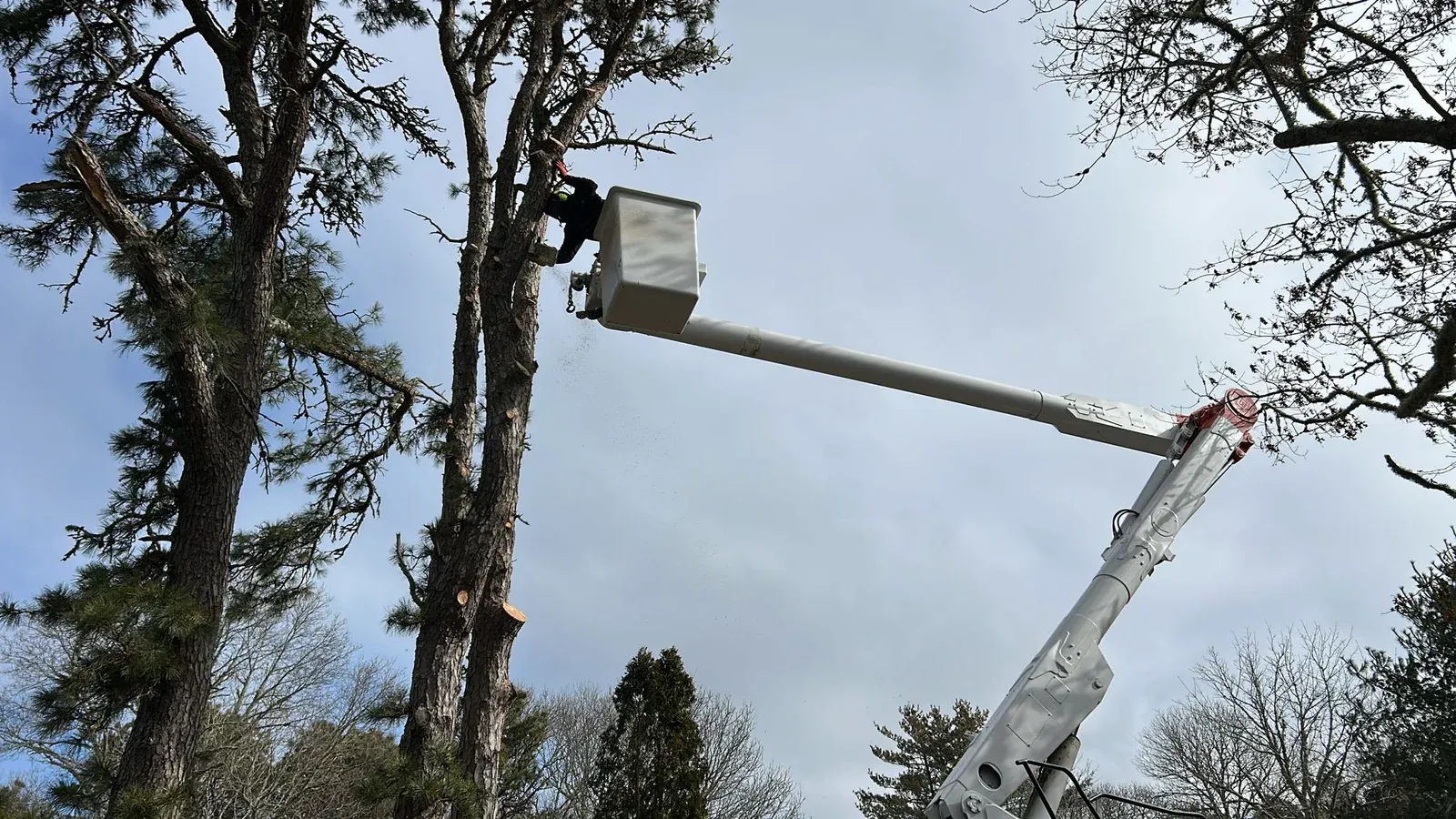 work photo from viptreeservicescapecod.com