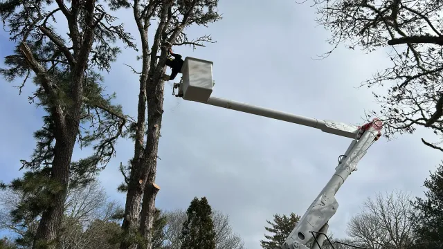 work photo from viptreeservicescapecod.com