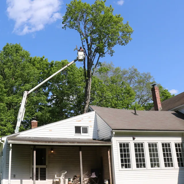 Johns Tree Service work photo
