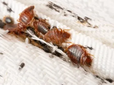 Bed Bugs control from Brinx Professional Pest Control