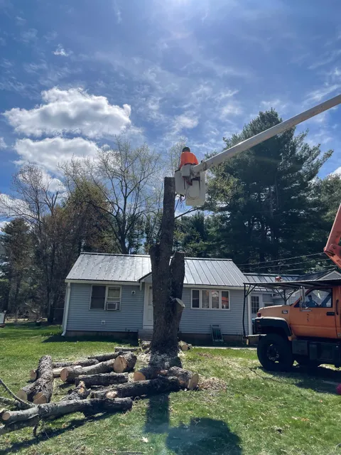 Woods Tree Services work photo