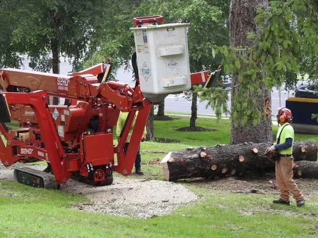 commercial-tree-removing