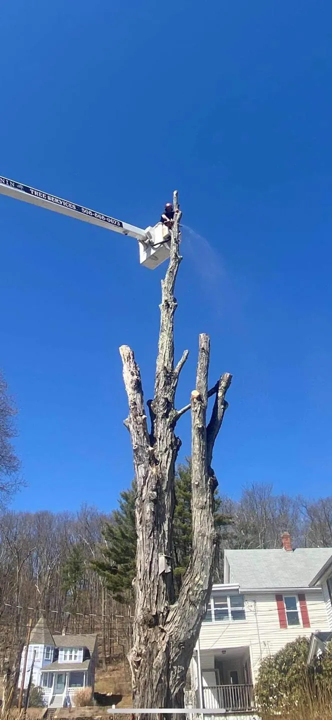 J. Bonin Tree Services, LLC verified work photo