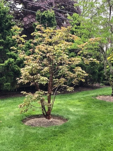 work photo from hedgesinclandscape.com