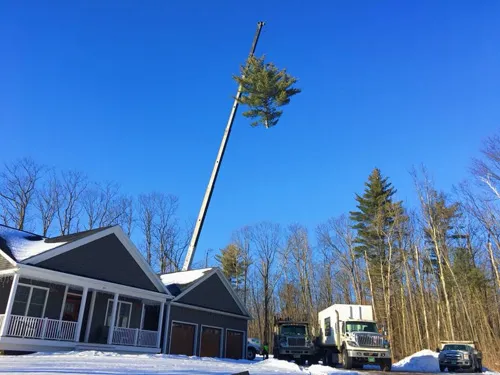 DJ's Tree Service work photo