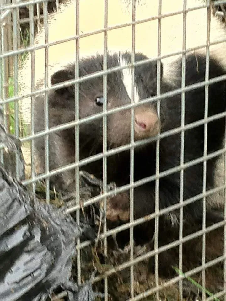 work photo from appalachiananimalcontrol.com