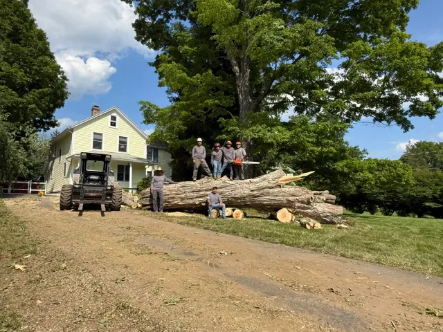 Fairfield tree services team completing professional tree removal and property care in Fairfield CT
