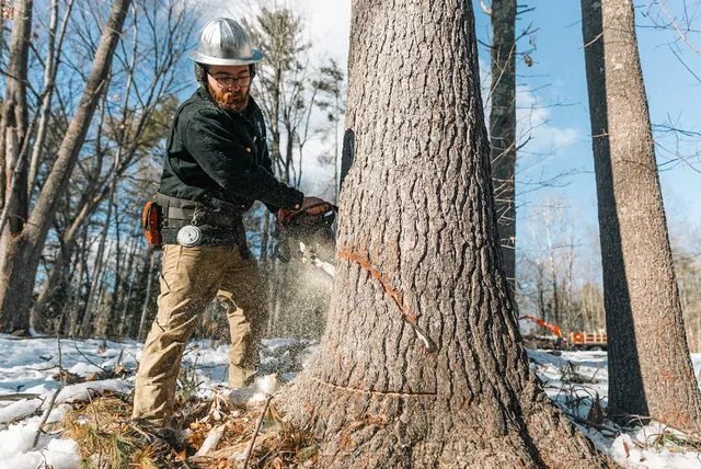 Taylor Tree Service work photo