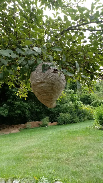 Sullivan Pest Control work photo