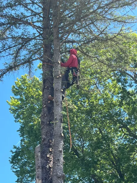 work photo from palmertreeservice.com