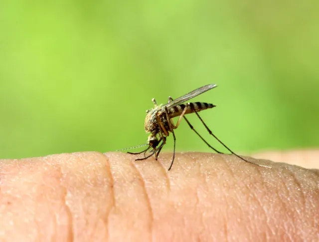 mosquito control