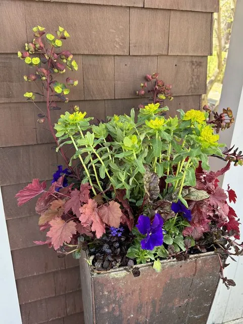 Container with chartreuse Euphorbia, deep red Heuchera, and purple Violas