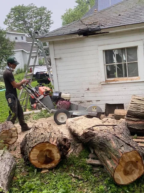 Full Branch Tree Care work photo