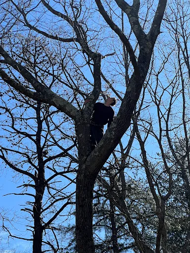 Clearview Tree Service work photo