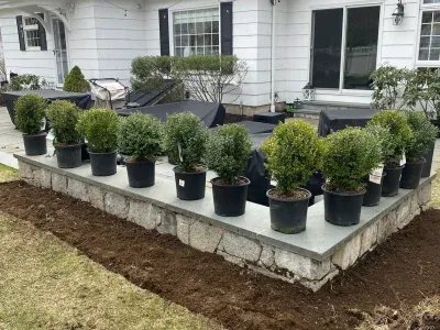 Tree Planting 21