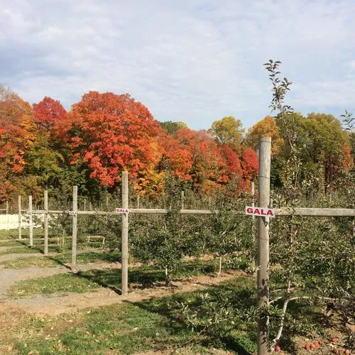 Trellises and Bird Net Systems