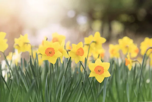 spring web photo 3.jpg