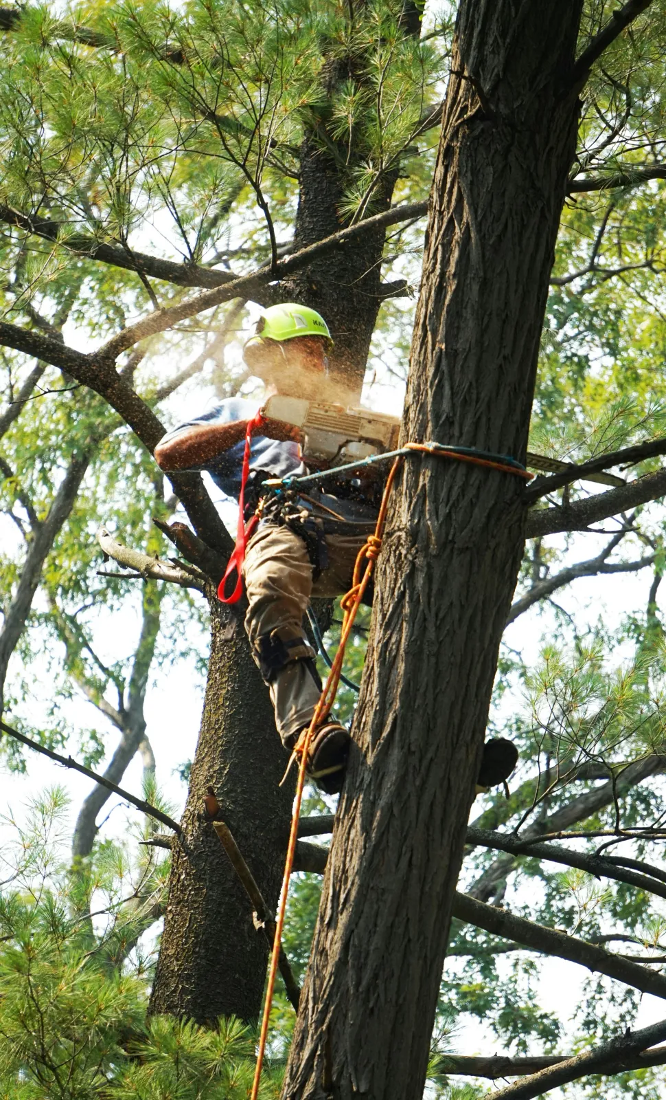 A person in a safety helmet climbing or working on a tall tree using climbing gear and ropes, with green leaves and branches surrounding.