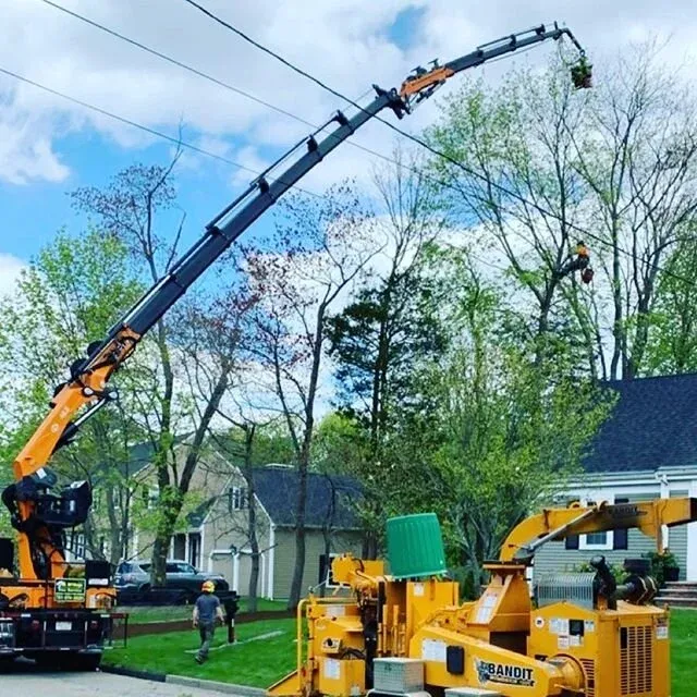 McHugo Tree Service work photo