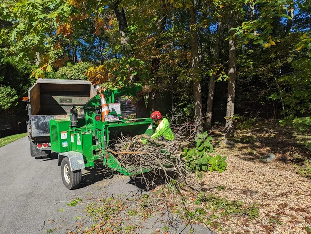 Stephens Tree Service work photo