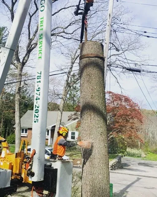 work photo from mchugotreeservice.com