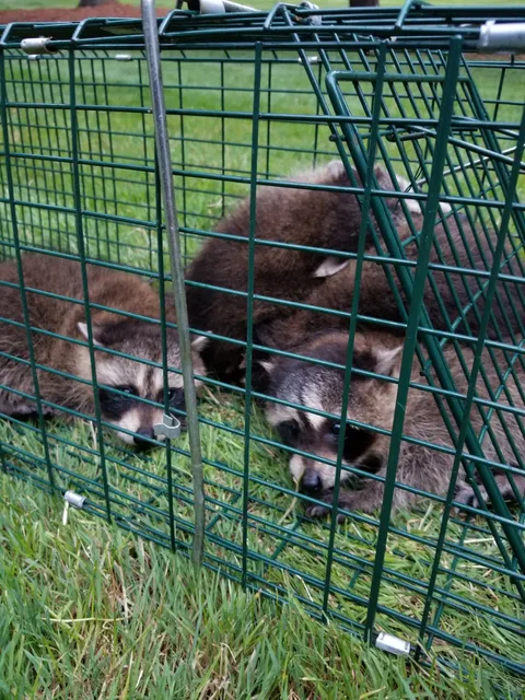 Concord Carlisle Pest Control L.L.C. work photo