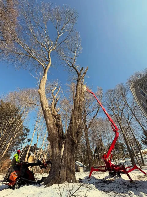 work photo from mbtreeserviceme.com