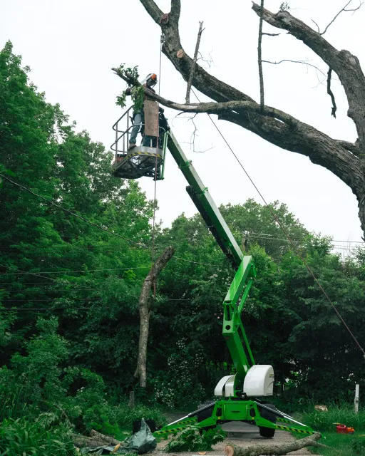 A person in safety gear operating a cherry picker to cut a large tree branch, with tools and fallen branches on the ground, surrounded by lush green trees.