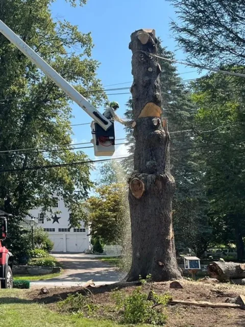 work photo from gotreeservices.com