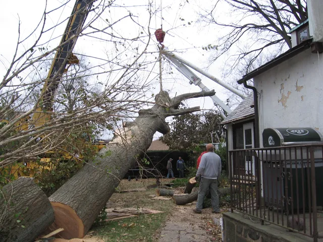 Mount Carmel Tree Service work photo