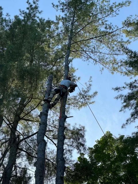 work photo from beavertreema.com