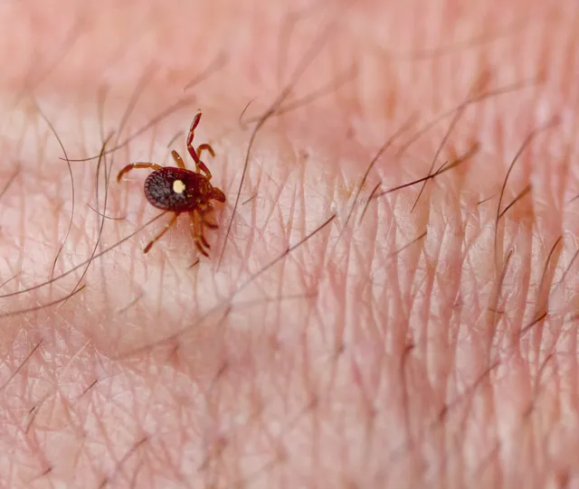 Lone Star Tick (Amblyomma americanum) on human skin