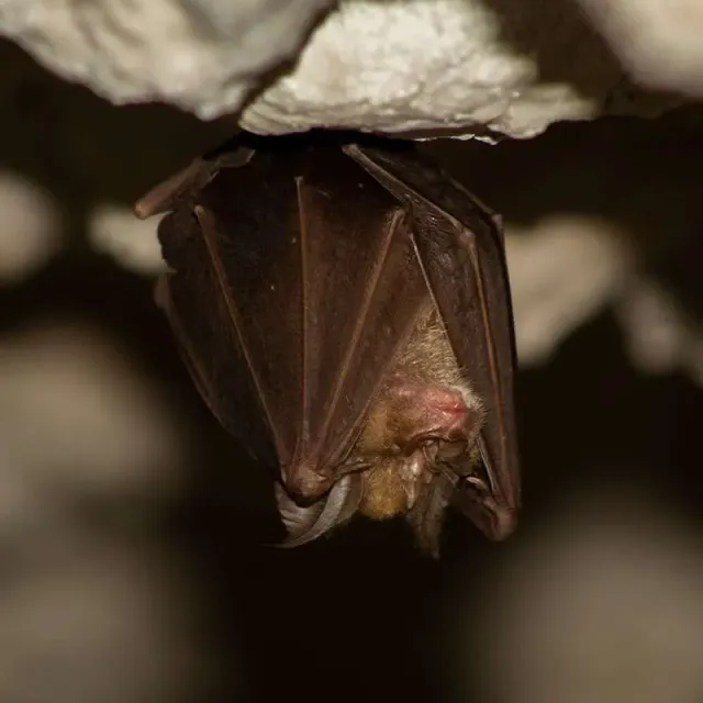 Brown bat hanging upside down on a rock.