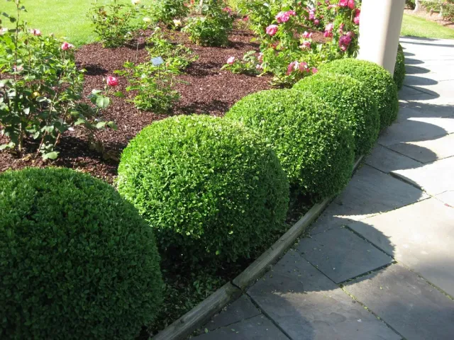 Our professional shrub trimming service will enhance the beauty of your landscape by shaping and maintaining the bushes around your home, creating a polished and attractive outdoor space for you to enjoy. for Grassy Turtle Services, LLC.  in Oxford, CT