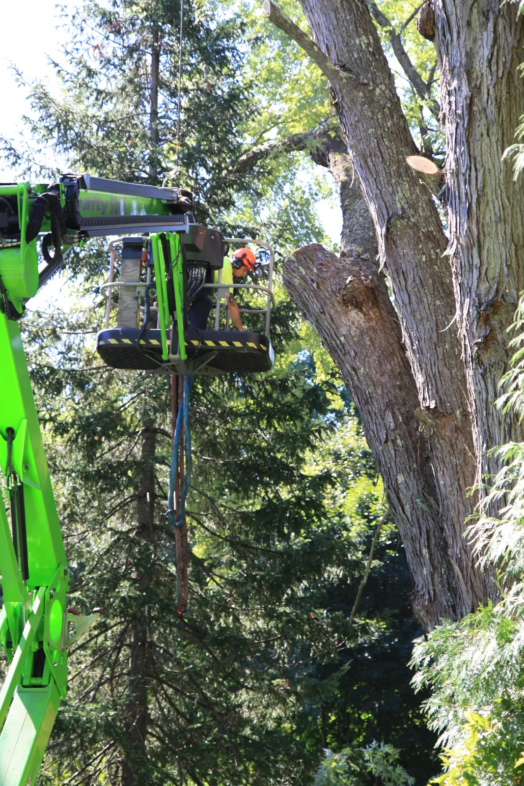 work photo from accuratetree.com