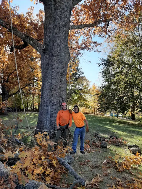 Tree Climbing Specialist work photo
