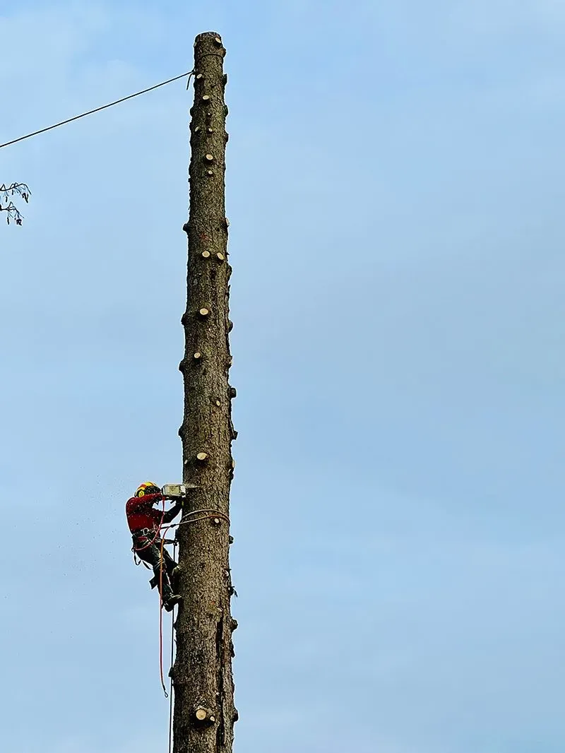 A man is climbing up a very tall tree