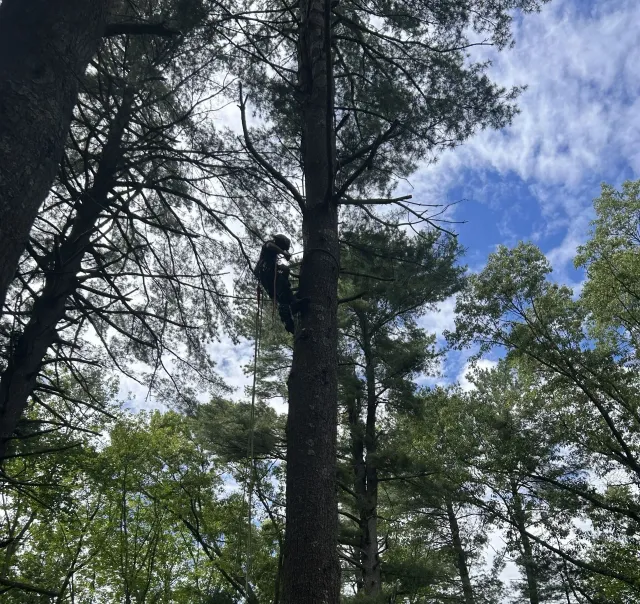 Tall evergreen trees reaching into a blue sky with scattered clouds.