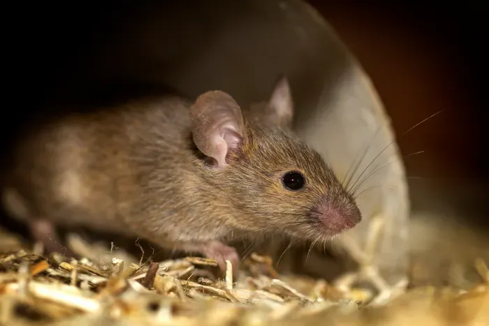 A house mouse in a natural setting, representing rodent activity