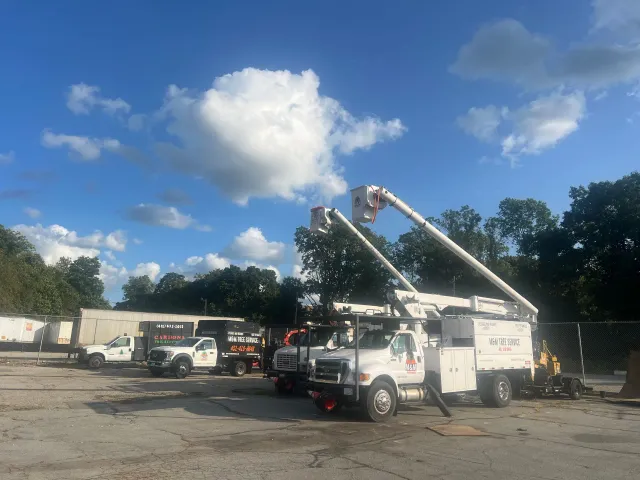 work photo from mmtreeservicellc.com