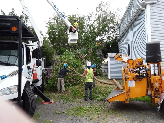 Warwick Tree Service Inc work photo