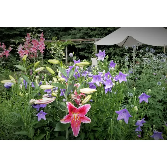 Victoria D. Hibbard Landscape Architect LLC researched project photo