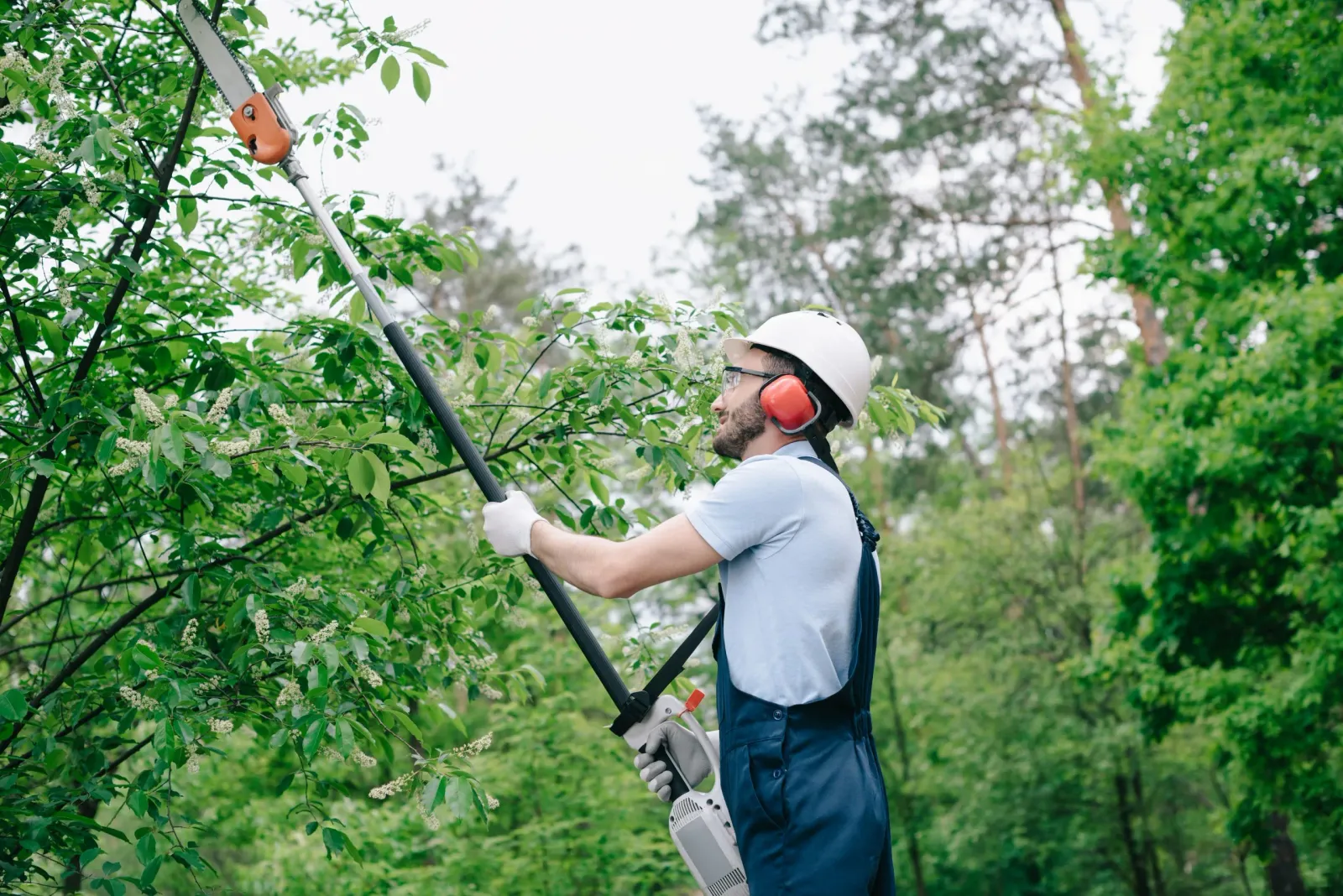 Expert Tree Trimming In Burlington, MA