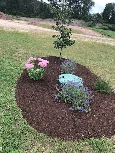 Oval flower bed with pink and purple flowers, a small tree, and brown mulch on a grassy yard.