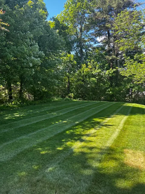 Sunlit grassy yard with evenly cut grass and trees in the background under a bright blue sky.