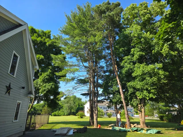 Residential backyard with tall trees, a person working near trees, and a house in the background on a sunny day.