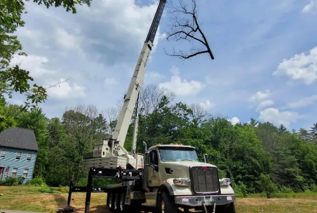 work photo from btbtreeservice.com